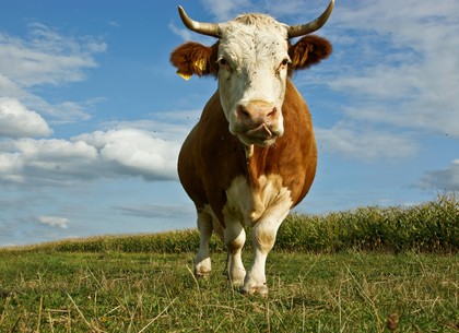 Домашний скот идентифицируют по нормам ЕС