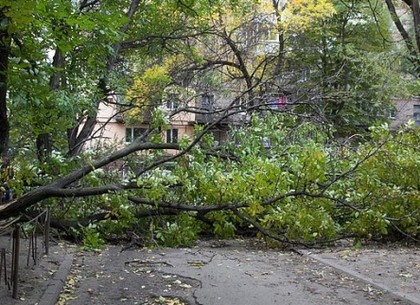 Вчерашняя стихия в Харькове свалила два десятка деревьев
