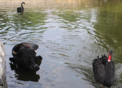 В Харьковском зоопарке к лебедям подселили... буйволиху (ВИДЕО, ФОТО)