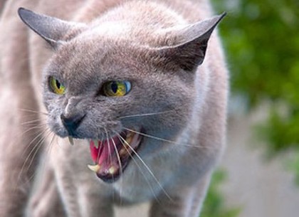 Домашний кот или собака могут заразить бешенством - Госсанэпидслужба