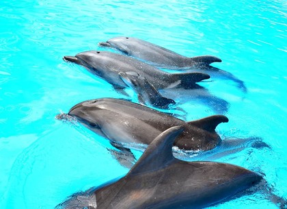 Харьковчане выбрали имя дельфиненку и все еще могут назвать морского котика