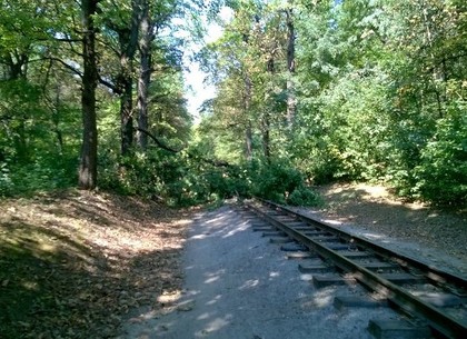 Проезд на Детской железной дороге заблокировала упавшая ветка (ФОТО)