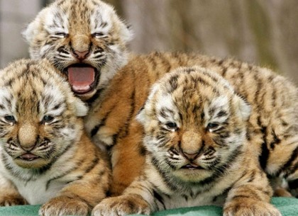 Харьковский зоопарк отпразднует День амурских тигров