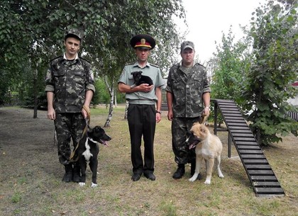В Алексеевской исправительной колонии появились новые охранные псы