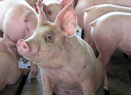 На Харьковщине не зарегистрировано ни одного случая вспышки заболевания африканской чумой свиней