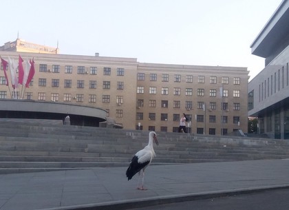 По главной площади Харькова опять разгуливает аист (ФОТО)