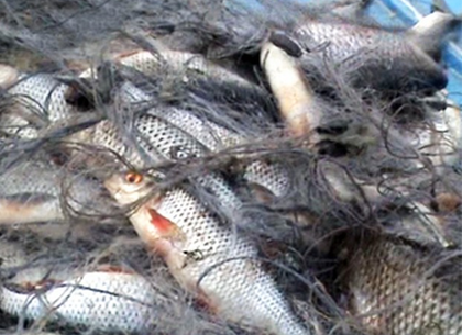За ловлю рыбы сетями браконьер выложит два десятка тысяч гривен