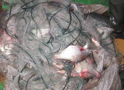 На Харьковщине «повязали» рыбного браконьера