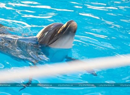 Делегация из Нюрнберга посетила харьковский дельфинарий (ФОТО)