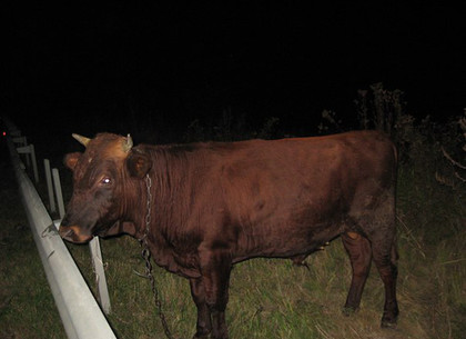 Угонщики скота по-харьковски: местные «шерифы» разыскали пропавших бычков