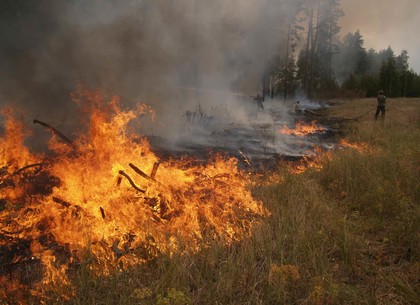 Вчера под Харьковом сгорел гектар леса