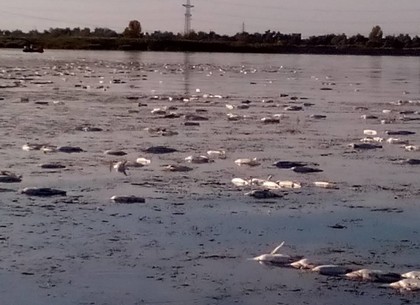 Мор рыбы в водохранилище под Харьковом: тысячи тушек плавают на поверхности (ФОТО, ОБНОВЛЕНО)