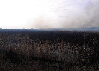 На Харьковщине горело кукурузное поле: пожарные тушили пламя больше четырех часов
