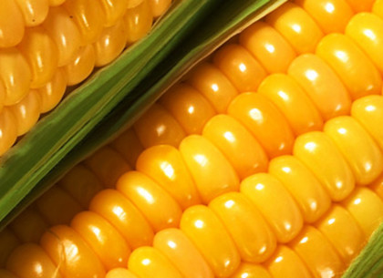 Предприимчивые злоумышленники вынесли с поля почти пол тонны кукурузы