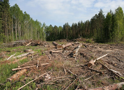 СБУ: на Харьковщине незаконно вырубали государственные леса