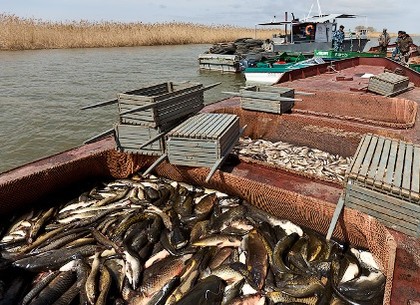 В Украине сократился вылов рыбы