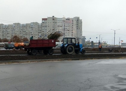 Около станции метро «Победа» начали высаживать деревья (ФОТО)