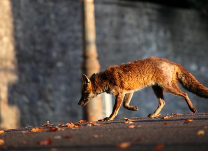 Почему лисицы оккупируют спальные районы Харькова и опасны ли дикие животные (ФОТО)