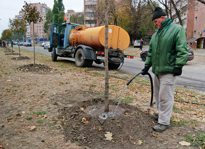 Высадка деревьев на проспекте Гагарина