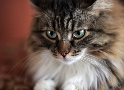 В частном секторе Харькова умерла от бешенства кошка: объявлен карантин