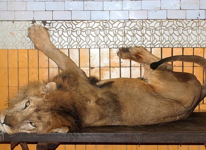 Изувеченный на Донбассе Симба по-прежнему живет в зоопарке Харькова и счастлив (ФОТО)