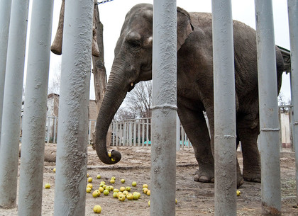 Как кормят животных в Харьковском зоопарке