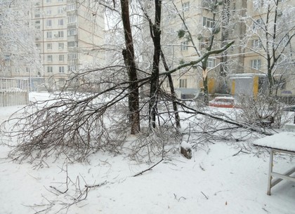 Снегопад «собрал урожай» в Харькове: повалены более полутысячи деревьев