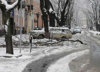 На Харьковщине упавшее дерево убило женщину