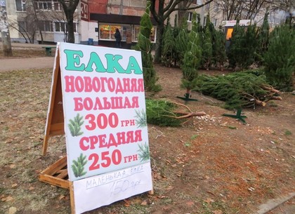 В Харькове открылись елочные базары: чем дерево пушистей, тем дороже (ФОТО)