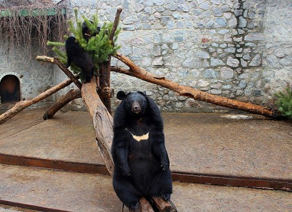 В зоопарке в клетке у гималайских медвежат появилась елка (ФОТО, ВИДЕО)
