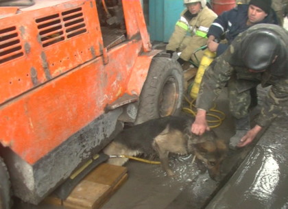 Пожар на заводе: харьковские спасатели вытащили собаку из-под электрокара (ВИДЕО)
