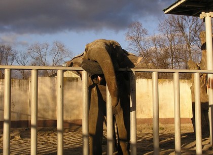 Теплая зима не дает «загнать» слонов в вольеры в Харьковском зоопарке