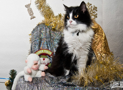 В Харьковском приюте для животных пройдет костюмированная выставка под новогодней елкой
