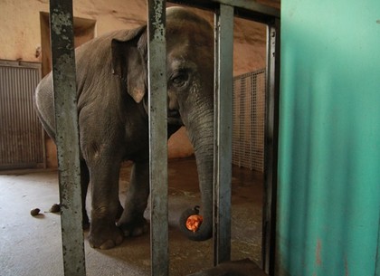 В зоопарке Харькова травмировалась слониха