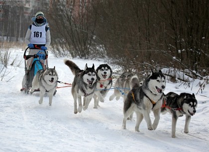 Лыжные гонки, гастрономическое шоу и фотосет с хаски: в Лесопарке пройдет грандиозный Winter Fest