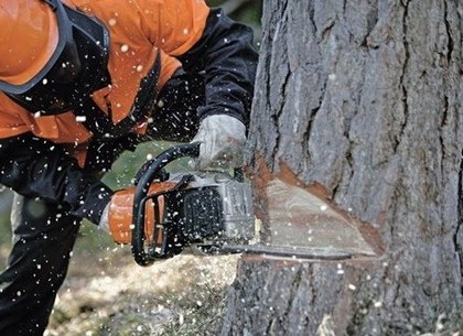 В харьковском парке кавказцы пилили деревья на дрова