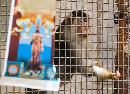 Как Харьковский зоопарк встретит год Красной обезьяны