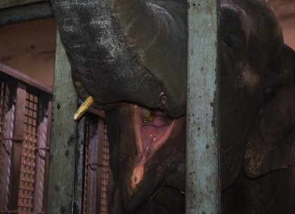 В зоопарке слоны впервые вышли на улицу после зимовки (ВИДЕО)