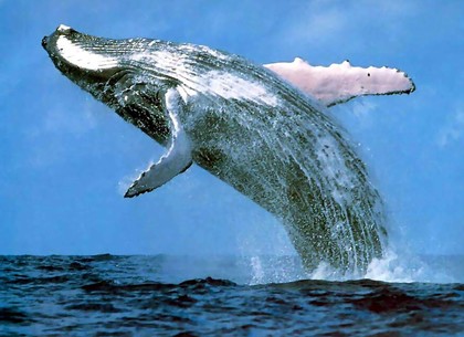 День китов: события 19 февраля