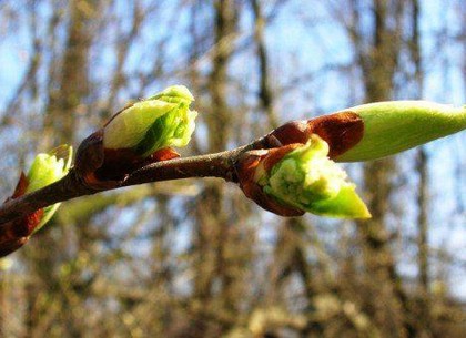 Синоптики рассказали, какой будет весна