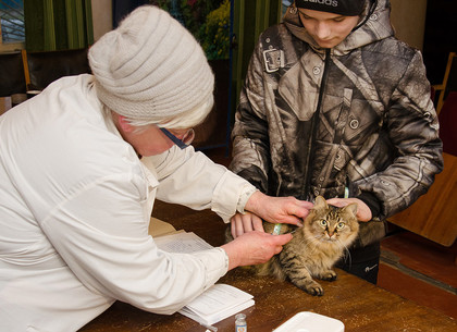 В Харькове стартовала весенняя вакцинация домашних животных