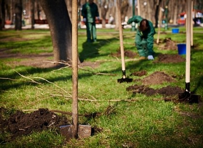 Две с половиной тысячи деревьев высадят на улицах Харькова