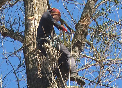 В Саржином яру альпинисты обрезают деревья-гиганты (ФОТО)