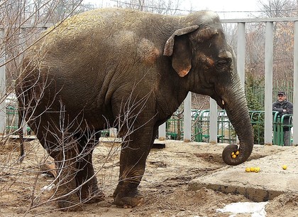В Харьковском зоопарке придумали необычные развлечения для слонов (ФОТО)