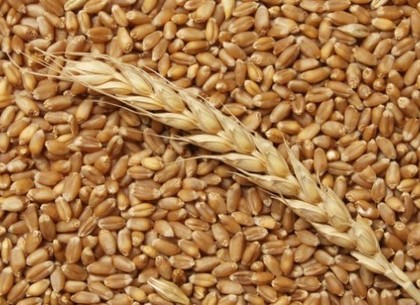 На Харьковщине мужчина украл тонну зерна в счет зарплаты