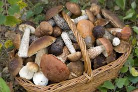 В СЭС дали рекомендации харьковчанам, как не отравиться грибами
