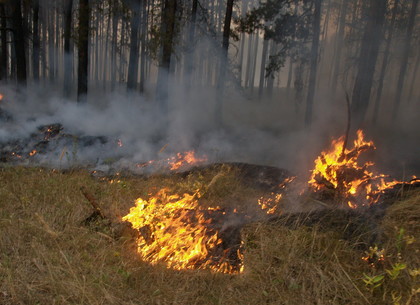 Харьковские спасатели потушили дюжину лесных пожаров