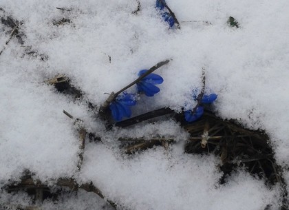 Синоптики рассказали, когда в Харькове перестанет идти снег