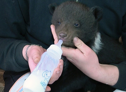 В Харьковском зоопарке показали трех медвежат, родившихся у бурой медведицы