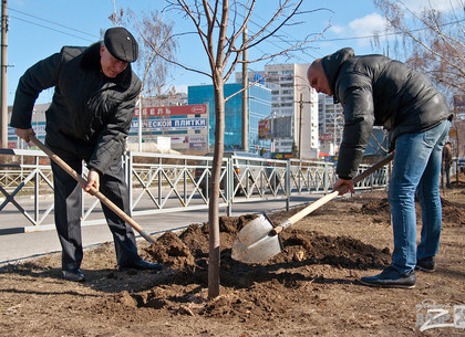 Две тысячи деревьев высадят в Харькове этой весной